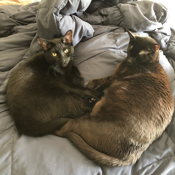 Meet your Posher, Abbey - Picture 3 of 3